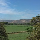 Melon plantation