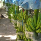 Banana plantation