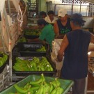 Banana plantation - packing station