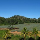 Pineapple field