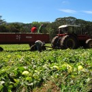 Melon plantation